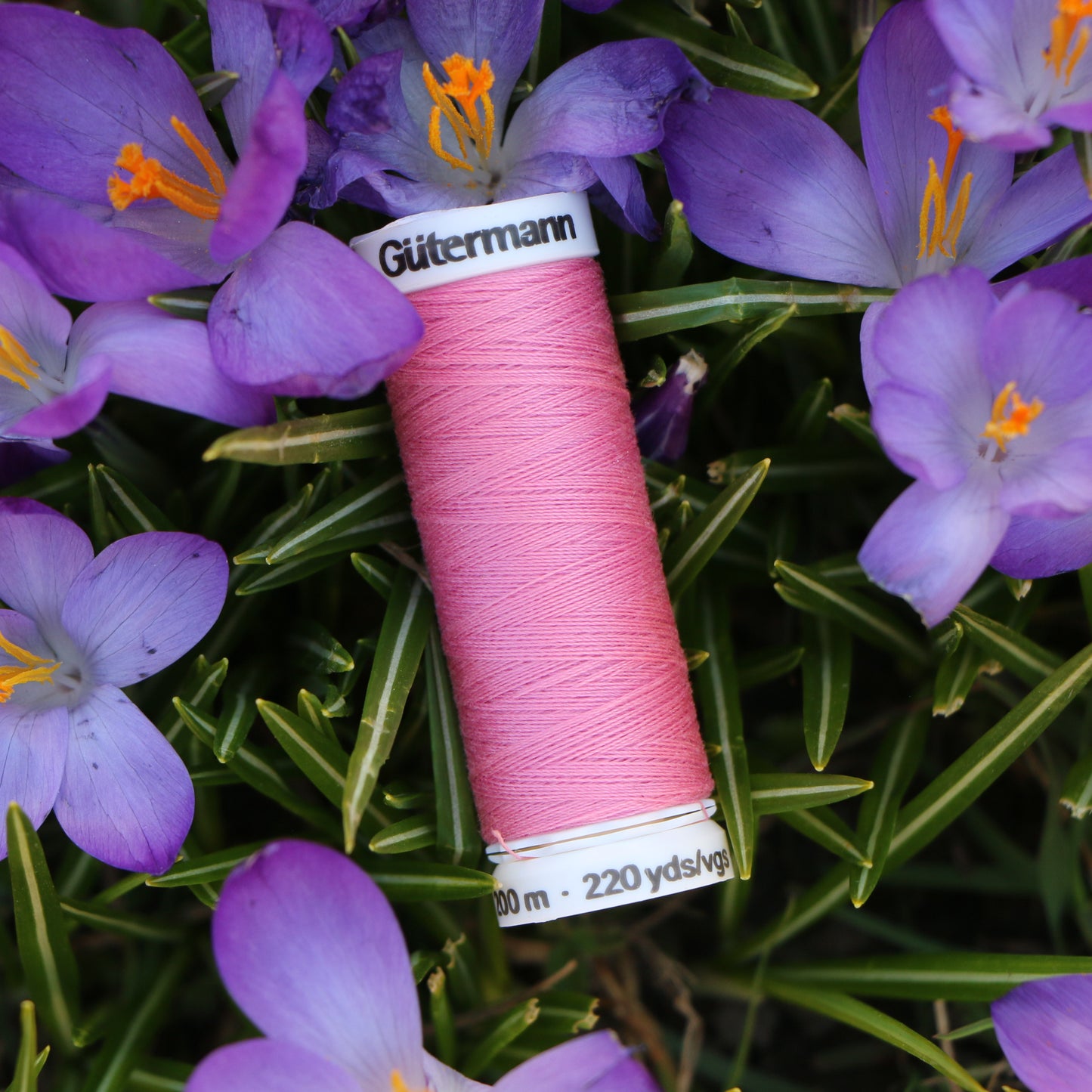 Tråd 'Rose / Pink'
