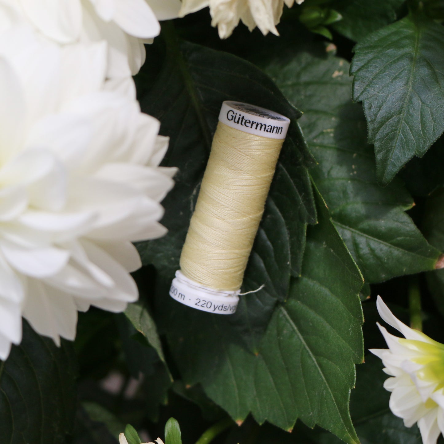 Tråd 'Butter Yellow'