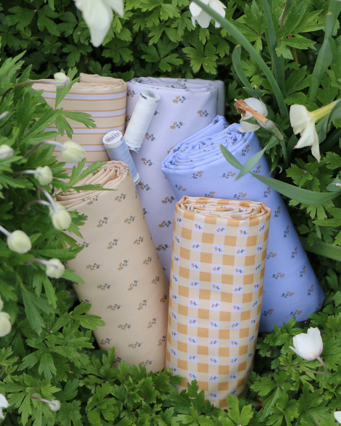 Vävd Gulmåra 'Butter'