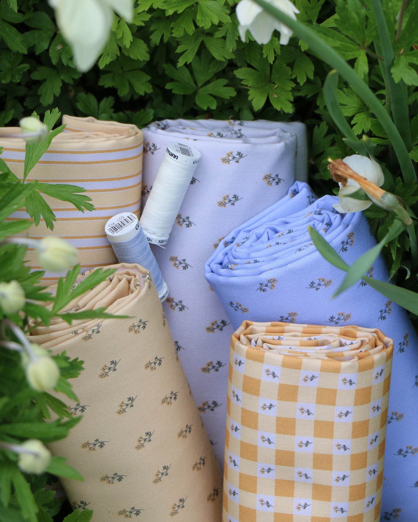 Vävd Gulmåra 'Creme'