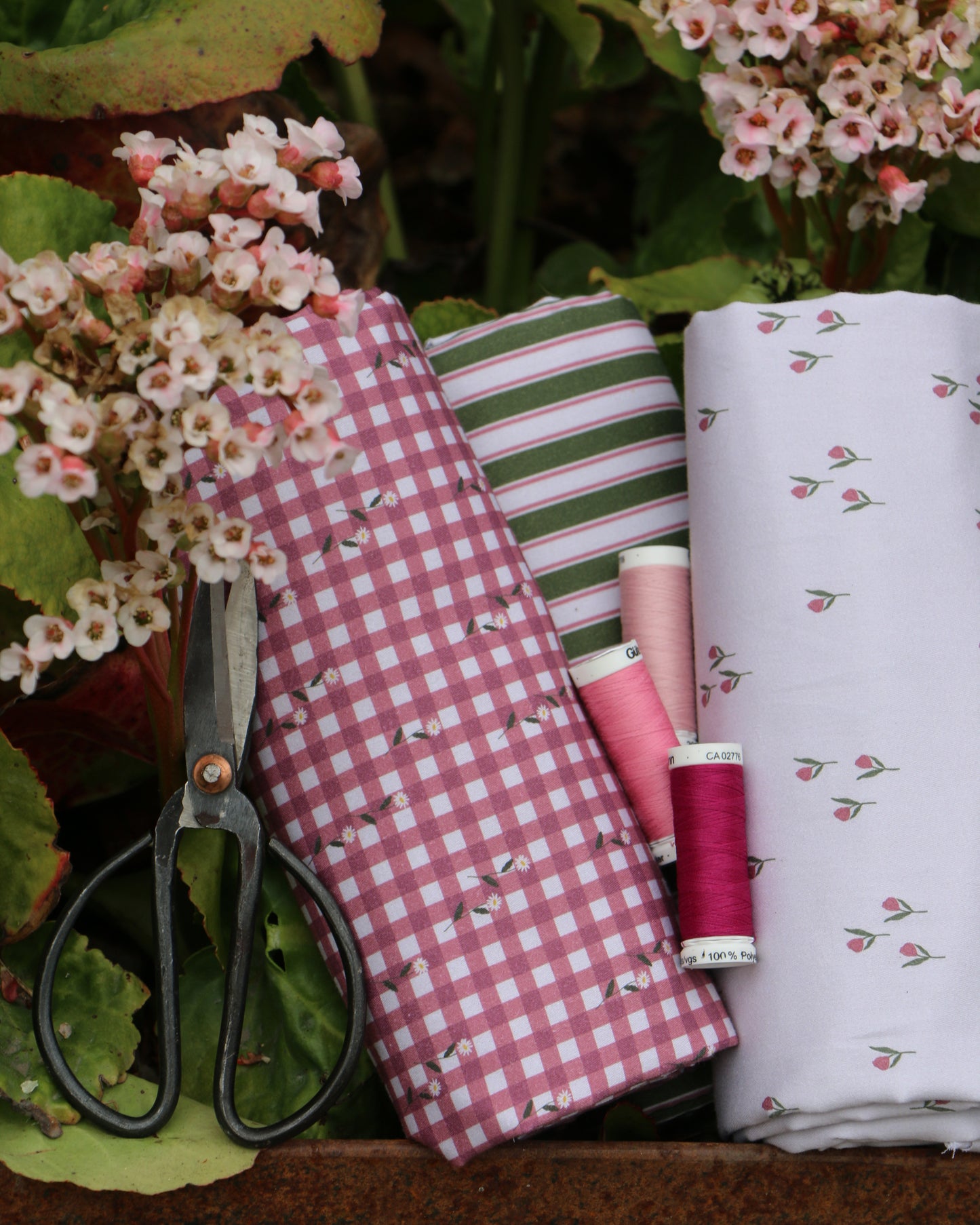 Woven Cotton Checkered Daisy 'Rose, Dark Rose & Creme'