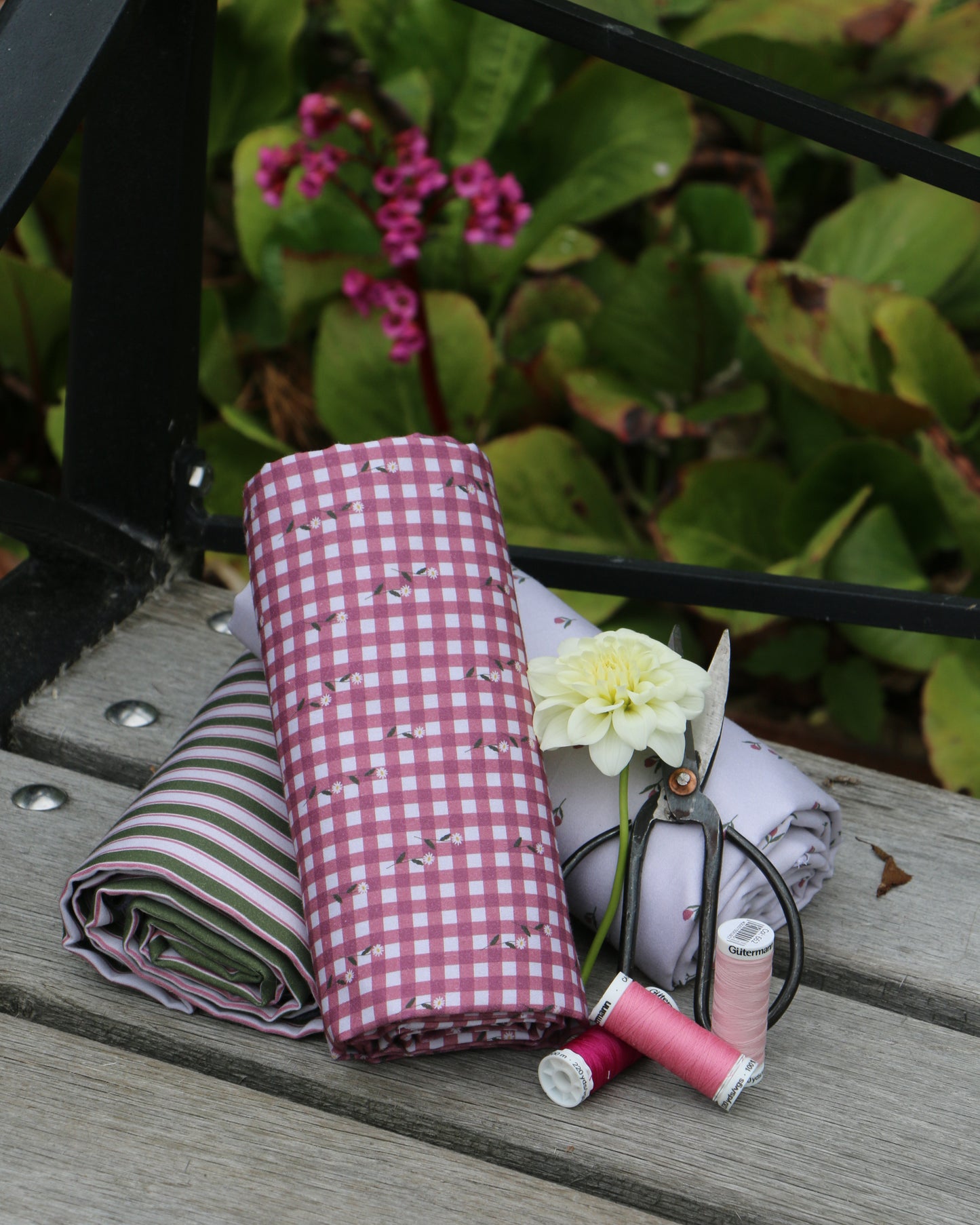 Woven Cotton Checkered Daisy 'Rose, Dark Rose & Creme'