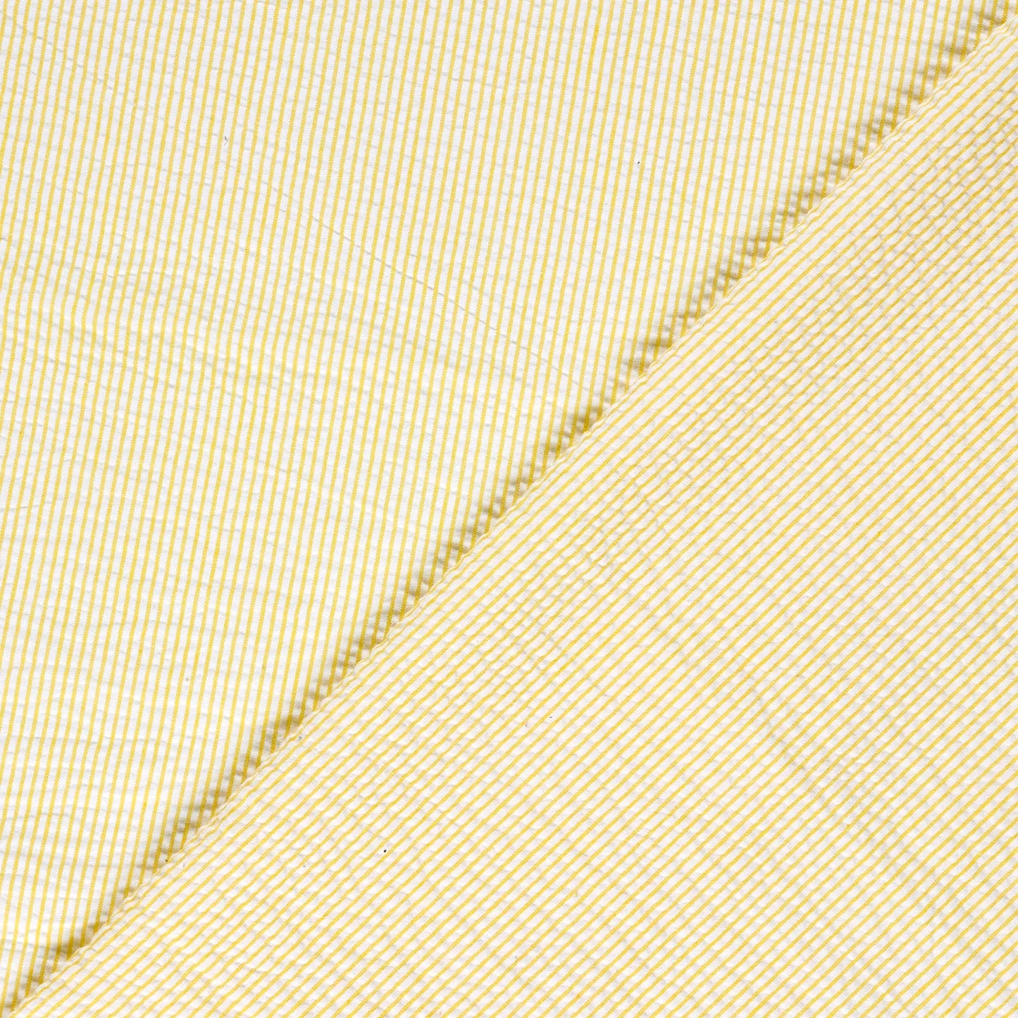 Bäckebölja Randig 'yellow' 1 m PreCut