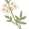 Natursaga logo